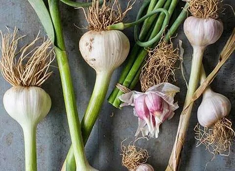 تصویر 3 از قیمت خرید سیر تازه شمال + فروش ویژه